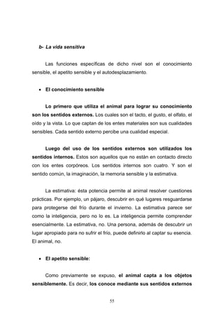 55
b- La vida sensitiva
Las funciones específicas de dicho nivel son el conocimiento
sensible, el apetito sensible y el autodesplazamiento.
 El conocimiento sensible
Lo primero que utiliza el animal para lograr su conocimiento
son los sentidos externos. Los cuales son el tacto, el gusto, el olfato, el
oído y la vista. Lo que captan de los entes materiales son sus cualidades
sensibles. Cada sentido externo percibe una cualidad especial.
Luego del uso de los sentidos externos son utilizados los
sentidos internos. Estos son aquellos que no están en contacto directo
con los entes corpóreos. Los sentidos internos son cuatro. Y son el
sentido común, la imaginación, la memoria sensible y la estimativa.
La estimativa: ésta potencia permite al animal resolver cuestiones
prácticas. Por ejemplo, un pájaro, descubrir en qué lugares resguardarse
para protegerse del frío durante el invierno. La estimativa parece ser
como la inteligencia, pero no lo es. La inteligencia permite comprender
esencialmente. La estimativa, no. Una persona, además de descubrir un
lugar apropiado para no sufrir el frío, puede definirlo al captar su esencia.
El animal, no.
 El apetito sensible:
Como previamente se expuso, el animal capta a los objetos
sensiblemente. Es decir, los conoce mediante sus sentidos externos
 