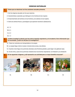 CIENCIAS NATURALES

1    Textos que se relacionan con los caracteres sexuales primarios.

    1. Son los órganos sexuales con los que nacemos.

    2. Características corporales que distinguen a los hombres de las mujeres.

    3. Ensanchamiento de hombros en los hombres y de caderas en las mujeres.

    4. Serie de cambios físicos y psicológicos que aparecen durante la adolescencia.



    A) 1, 2

    B) 2, 3

    C) 3, 4

    D) 1, 4

2    Josefina investiga la relación que hay entre el aparato respiratorio y el circulatorio. De la información que
     ha encontrado, ¿cuál le es útil para su investigación?

    A) Todos los nutrientes son transportados en la sangre.

    B) La sangre llega a todo el cuerpo a través de las venas y las arterias.

    C) Cuando el aire llega a los pulmones atraviesa unas finísimas paredes y para legar a los glóbulos rojos.

    D) El aire entra y sale de los pulmones mediante dos movimientos respiratorios: la inhalación y la exhalación.

3    De las siguientes imágenes ¿cuál representa una actividad para un mayor beneficio muscular?




         A)                                     B)                               C)                       D)




                                                           14
 