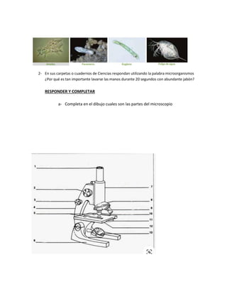 2- En sus carpetas o cuadernos de Ciencias respondan utilizando la palabra microorganismos
¿Por qué es tan importante lava...