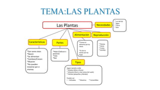 Las Plantas
Características Partes
Alimentación Reproducción
Tipos
Necesidades
*Son	seres vivos
*Nacen
*Se alimentan
*Cambian/Crecen
*Mueren
*No	pueden
moverse	por si	
mismas
*Hojas	(Caducas o
perenne)
*Tallo
*Raíz
*Toman	el
alimento	por las	
raíces
*El	aire	lo
toman	por las
hojas
* Plantas
* Flores
* Frutos
* Semillas
Según	tamaño	y tallo
* Arboles	(Altos	y	Duros)
* Arbustos	(Duro	y	mas	ramas	del	suelo)
* Hierbas	(pequeñas	y	blandas)
Pueden ser:
• Cultivadas. * Silvestres * Comestibles
* Luz	del Sol
* Agua
* Tierra
* Aire
 