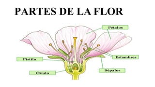 PARTES DE LA FLOR
 