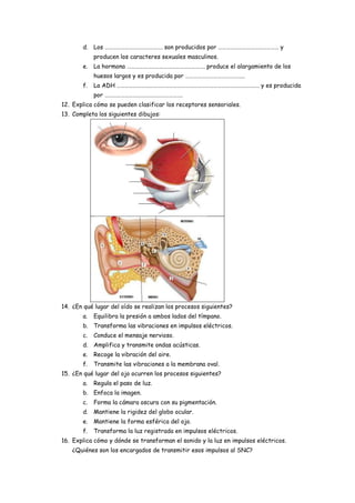 d. Los ……………………………………. son producidos por ……………………………………… y
            producen los caracteres sexuales masculinos.
       e.   La hormona …………………………………………………. produce el alargamiento de los
            huesos largos y es producida por ……………………………………..
       f.   La ADH ……………………………………………………………………………………………. y es producida
            por ………………………………………………….
12. Explica cómo se pueden clasificar los receptores sensoriales.
13. Completa los siguientes dibujos:




14. ¿En qué lugar del oído se realizan los procesos siguientes?
       a.   Equilibra la presión a ambos lados del tímpano.
       b. Transforma las vibraciones en impulsos eléctricos.
       c.   Conduce el mensaje nervioso.
       d. Amplifica y transmite ondas acústicas.
       e.   Recoge la vibración del aire.
       f.   Transmite las vibraciones a la membrana oval.
15. ¿En qué lugar del ojo ocurren los procesos siguientes?
       a.   Regula el paso de luz.
       b. Enfoca la imagen.
       c.   Forma la cámara oscura con su pigmentación.
       d. Mantiene la rigidez del globo ocular.
       e.   Mantiene la forma esférica del ojo.
       f.   Transforma la luz registrada en impulsos eléctricos.
16. Explica cómo y dónde se transforman el sonido y la luz en impulsos eléctricos.
   ¿Quiénes son los encargados de transmitir esos impulsos al SNC?
 