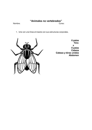 “Animales no vertebrados”
Nombre: Curso:
1. Une con una línea al insecto con sus estructuras corporales.
6 patas
Tóra
x
8 patas
Cabeza
Cabeza y tórax unidos
Abdomen
 