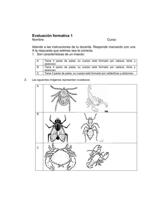 Evaluación formativa 1
Nombre: Curso:
Atiende a las instrucciones de tu docente. Responde marcando con una
X la respuesta que estimes sea la correcta.
1. Son características de un insecto:
A Tiene 3 pares de patas; su cuerpo está formado por cabeza, tórax y
abdomen.
B Tiene 4 pares de patas; su cuerpo está formado por cabeza, tórax y
abdomen.
C Tiene 3 pares de patas; su cuerpo está formado por cefalotórax y abdomen.
2. Las siguientes imágenes representan crustáceos:
A
B
C
 