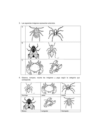 3. Las siguientes imágenes representan arácnidos
A
B
C
4. Observa, compara, recorta las imágenes y pega según la categoría que
corresponde.
Hormiga Jaiba Araña
Mosca Langosta Garrapata
 