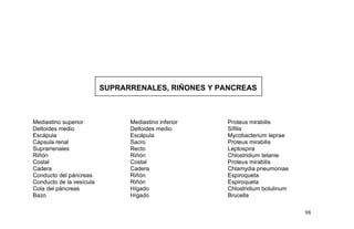 SUPRARRENALES, RIÑONES Y PANCREAS
Mediastino superior Mediastino inferior Proteus mirabilis
Deltoides medio Deltoides medio Sífilis
Escápula Escápula Mycobacterium leprae
Cápsula renal Sacro Proteus mirabilis
Suprarrenales Recto Leptospira
Riñón Riñón Chlostridium tetanie
Costal Costal Proteus mirabilis
Cadera Cadera Chlamydia pneumoniae
Conducto del páncreas Riñón Espiroqueta
Conducto de la vesícula Riñón Espiroqueta
Cola del páncreas Hígado Chlostridium botulinum
Bazo Hígado Brucella
98
 