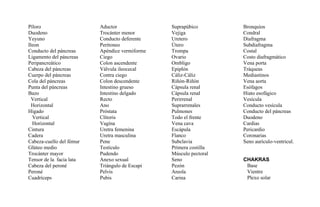 Píloro
Duodeno
Yeyuno
Ileon
Conducto del páncreas
Ligamento del páncreas
Peripancreático
Cabeza del páncreas
Cuerpo del páncreas
Cola del páncreas
Punta del páncreas
Bazo
Vertical
Horizontal
Hígado
Vertical
Horizontal
Cintura
Cadera
Cabeza-cuello del fémur
Glúteo medio
Trocánter mayor
Tensor de la facia lata
Cabeza del peroné
Peroné
Cuadríceps
Aductor
Trocánter menor
Conducto deferente
Peritoneo
Apéndice vermiforme
Ciego
Colon ascendente
Válvula ileocecal
Contra ciego
Colon descendente
Intestino grueso
Intestino delgado
Recto
Ano
Próstata
Clítoris
Vagína
Uretra femenina
Uretra masculina
Pene
Testículo
Pudendo
Anexo sexual
Triángulo de Escapi
Pelvis
Pubis
Suprapúbico
Vejiga
Uretero
Útero
Trompa
Ovario
Ombligo
Epiplón
Cáliz-Cáliz
Riñón-Riñón
Cápsula renal
Cápsula renal
Perirrenal
Suprarrenales
Pulmones
Todo el frente
Vena cava
Escápula
Flanco
Subclavia
Primera costilla
Músculo pectoral
Seno
Pezón
Areola
Carina
Bronquios
Condral
Diafragma
Subdiafragma
Costal
Costo diafragmático
Vena porta
Tráqueas
Mediastinos
Vena aorta
Esófagos
Hiato esofágico
Vesícula
Conducto vesícula
Conducto del páncreas
Duodeno
Cardias
Pericardio
Coronarias
Seno aurículo-ventricul.
CHAKRAS
Base
Vientre
Plexo solar
 