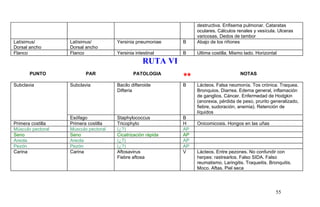 destructiva. Enfisema pulmonar. Cataratas
oculares. Cálculos renales y vesícula. Ulceras
varicosas. Dedos de tambor
Latísimus/
Dorsal ancho
Latísimus/
Dorsal ancho
Yersinia pneumoniae B Abajo de los riñones
Flanco Flanco Yersinia intestinal B Ultima costilla. Mismo lado. Horizontal
RUTA VI
PUNTO PAR PATOLOGIA
** NOTAS
Subclavia Subclavia Bacilo difteroide
Difteria
B Lácteos. Falsa neumonía. Tos crónica. Traquea.
Bronquios. Diarrea. Edema general, inflamación
de ganglios. Cáncer. Enfermedad de Hodgkin
(anorexia, pérdida de peso, prurito generalizado,
fiebre, sudoración, anemia). Retención de
líquidos
Esófago Staphylococcus B
Primera costilla Primera costilla Tricophyto H Onicomicosis. Hongos en las uñas
Músculo pectoral Músculo pectoral (¿?) AP
Seno Seno Cicatrización rápida AP
Areola Areola (¿?) AP
Pezón Pezón (¿?) AP
Carina Carina Aftosavirus
Fiebre aftosa
V Lácteos. Entre pezones. No confundir con
herpes: rastrearlos. Falso SIDA. Falso
reumatismo. Laringitis. Traqueitis. Bronquitis.
Moco. Aftas. Piel seca
55
 