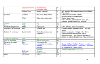 Colon ascendente Reservorio de
Endolimax naná
R
Uretero / Ano Micelio intestinal H Muy agresivo. Diarreas intensas incontrolables.
Vías aéreas
Duodeno Duodeno Disfunción del duodeno D Colitis nerviosa. Colon irritable.
Hiperfermentación de alimentos
Riñón Chlamydia trachomatis H Checar Malar-Malar.
Falsa diabetes. Carnosidades en los ojos.
Pterigón. Altera coagulación. Anemia
Yeyuno Riñón (¿’) AP
Ileon Riñón (¿?) AP
Conducto del páncreas Riñón Espiroqueta B Falsa diabetes. Falso reumatismo
Ligamento del páncreas Bazo Virus del Nilo V Cefalea. Mareos. Falsa leucemia. Clara del
huevo
Cabeza de páncreas Suprarrenales Staphylococcus aureus
cuagulasa (-)
B Al centro, abajo del ombligo. Falsa úlcera
gastroduodenal. Hernia hiatal. Reflujo
gastroesofágico. Falsa diabetes. Mal aliento.
Cáncer en cabeza de páncreas. Falsa neumonía
Cuerpo del páncreas Bazo (¿?) AP
Cola de páncreas Riñón Baja el ácido úrico AP
Punta de páncreas Bazo Verruga común V
Páncreas Páncreas Intoxicación por metales
pesados.
Ramsés
A Checar Esófago-Esófago. Psicosis transitoria.
Paranoia. Esquizofrenia. Afecta SNC. Síndrome
de hipocalcemia. Fatiga crónica
Diabetes AP “Cinturón pancreático” (+-+-+-+-)
Estómago Alergias E
Hígado Bajar de peso AP
Bazo Hipotálamo Pereza PE
59
 