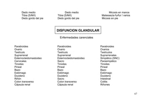 Dedo medio Dedo medio Micosis en manos
Tibia (S/M/I) Tibia (S/M/I) Malassezia furfur / varios
Dedo gordo del pie Dedo gordo del pie Micosis en pie
DISFUNCION GLANDULAR
Enfermedades carenciales
Paratiroides Paratiroides Paratiroides
Ovario Ovario Ovarios
Testículo Testículo Testículos
Suprarrenal Suprarrenal Suprarrenales
Esternocleidomastoideo Esternocleidomastoideo Simpático (SNC)
Cervicales Sacro Parasimpático
Tiroides Tiroides Tiroides
Pineal Pineal Pineal
Bazo Bazo Bazo
Estómago Estómago Estómago
Duodeno Duodeno Duodeno
Riñón Sacro Intestinal
Colon transverso Colon transverso Colitis
Cápsula renal Cápsula renal Riñones
67
 