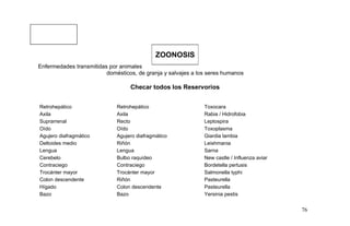 Enfermedades transmitidas por animales
domésticos, de granja y salvajes a los seres humanos
Checar todos los Reservorios
Retrohepático Retrohepático Toxocara
Axila Axila Rabia / Hidrofobia
Suprarrenal Recto Leptospira
Oído Oído Toxoplasma
Agujero diafragmático Agujero diafragmático Giardia lambia
Deltoides medio Riñón Leishmania
Lengua Lengua Sarna
Cerebelo Bulbo raquídeo New castle / Influenza aviar
Contraciego Contraciego Bordetella pertusis
Trocánter mayor Trocánter mayor Salmonella typhi
Colon descendente Riñón Pasteurella
Hígado Colon descendente Pasteurella
Bazo Bazo Yersinia pestis
76
ZOONOSIS
 