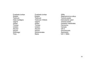 Cuadrado lumbar Cuadrado lumbar Sífilis
Epiplón Epiplón Staphylococcus albus
Testículo Testículo Yersinia pestis
Hiato esofágico Testículo / Clítoris Helicobacter pylori
Vagína Vagína Yersinia pestis
Glúteo Glúteo Parásitos intestinales
Trompa Trompa Parvovirus
Uretero Uretero Varicela
Aductor Aductor VIH 2
Isquion Isquion Oncocercosis
Estómago Suprarrenales Sarampión
Timo Recto VIH 1- SIDA
84
 