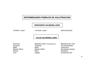 ENFERMEDADES FEBRILES DE AGLUTINACION
VERDADERA SALMONELLOSIS
Trocánter mayor Trocánter mayor Salmonella typhi
FALSA SALMONELLOSIS
Cervical 3 Deltoides medio / Supraespinoso Blantidium tifo / Colli
Temporal Temporal Tifo exantemático
Malar Malar Enterovirus
Maxilar inferior Maxilar inferior Mucobacter cloacae
Pómulo Riñón Paludismo
Timo Hígado Escherichia colli
87
 