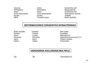 Vesícula Uretra Escherichia colli
Perihepático Perihepático Morganella tifo
Indice Indice Escherichia colli
Colon descendente Colon descendente Enterobacter cloacae
Aquiles Aquiles Shigella
Riñón Trocánter mayor Bacilo paratífico
DEFORMACIONES CONGENITAS INTRAUTERINAS
Bulbo raquídeo Cerebelo New castle
Parietal Parietal Encefalitis
Dorso Lumbar Meningococo
Pericardio Pericardio Staphylococcus aureus C (+)
Sacro Sacro Proteus mirabilis
Ciático Ciático Poliomielitis
VERDADERA ESCLEROSIS MULTIPLE
Ojo Ojo Citomegalovirus
88
 
