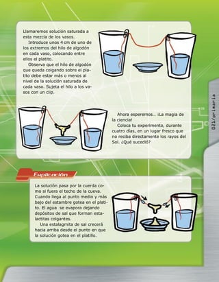 La solución pasa por la cuerda co-
mo si fuera el techo de la cueva.
Cuando llega al punto medio y más
bajo del estambre gotea en el plati-
to. El agua se evapora dejando
depósitos de sal que forman esta-
lactitas colgantes.
Una estalagmita de sal crecerá
hacia arriba desde el punto en que
la solución gotea en el platillo.
Llamaremos solución saturada a
esta mezcla de los vasos.
Introduce unos 4 cm de uno de
los extremos del hilo de algodón
en cada vaso, colocando entre
ellos el platito.
Observa que el hilo de algodón
que queda colgando sobre el pla-
tito debe estar más o menos al
nivel de la solución saturada de
cada vaso. Sujeta el hilo a los va-
sos con un clip.
Ahora esperemos… ¡La magia de
la ciencia!
Coloca tu experimento, durante
cuatro días, en un lugar fresco que
no reciba directamente los rayos del
Sol. ¿Qué sucedió?
021/primaria
 