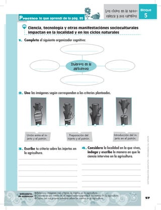 57
Bloque
5
1. Completa el siguiente organizador cognitivo:
2. Une las imágenes según correspondan a los criterios planteados.
3. Escribe tu criterio sobre los injertos en
la agricultura.
4. Considera la localidad en la que vives,
indaga y escribe la manera en que la
ciencia intervino en la agricultura.
Practico lo que aprendí de la pág. 95
❂ Relaciona imágenes con criterios de injertos en la agricultura.
❂ Caracteriza por medio de un organizador cognitivo a los injertos en la agricultura.
❂ Opina con sus propias palabras sobre los injertos en la agricultura.
Los ciclos en la natu-
raleza y sus cambios
Injertos en la
agricultura
Unión entre el in-
jerto y el patrón.
Preparación del
injerto y el patrón.
Introducción del in-
jerto en el patrón.
Indicadores
de evaluación
Ciencia, tecnología y otras manifestaciónes socioculturales
impactan en la localidad y en los ciclos naturales
DISTRIBUCIÓNGRATUITA–PROHIBIDASUVENTA
 