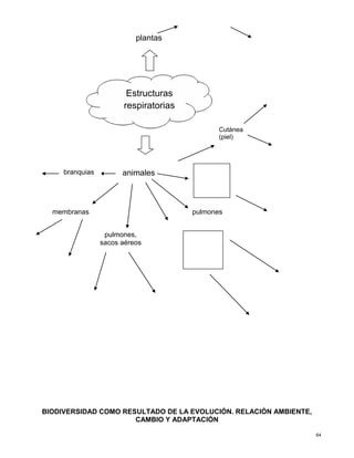 64
BIODIVERSIDAD COMO RESULTADO DE LA EVOLUCIÓN. RELACIÓN AMBIENTE,
CAMBIO Y ADAPTACIÓN
Estructuras
respiratorias
plantas
animales
branquias
Cutánea
(piel)
pulmones
membranas
pulmones,
sacos aéreos
 
