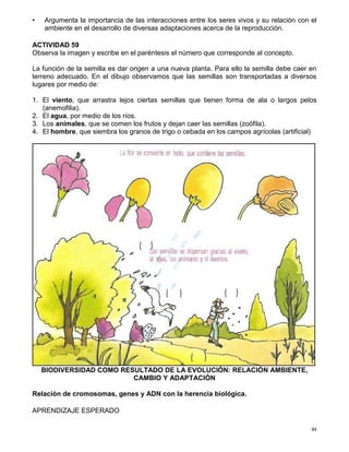 84
• Argumenta la importancia de las interacciones entre los seres vivos y su relación con el
ambiente en el desarrollo de diversas adaptaciones acerca de la reproducción.
ACTIVIDAD 59
Observa la imagen y escribe en el paréntesis el número que corresponde al concepto.
La función de la semilla es dar origen a una nueva planta. Para ello la semilla debe caer en
terreno adecuado. En el dibujo observamos que las semillas son transportadas a diversos
lugares por medio de:
1. El viento, que arrastra lejos ciertas semillas que tienen forma de ala o largos pelos
(anemofilia).
2. El agua, por medio de los ríos.
3. Los animales, que se comen los frutos y dejan caer las semillas (zoófila).
4. El hombre, que siembra los granos de trigo o cebada en los campos agrícolas (artificial)
BIODIVERSIDAD COMO RESULTADO DE LA EVOLUCIÓN: RELACIÓN AMBIENTE,
CAMBIO Y ADAPTACIÓN
Relación de cromosomas, genes y ADN con la herencia biológica.
APRENDIZAJE ESPERADO
 