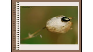 Cuaderno de campo de la Tribu de los Bosquienanos