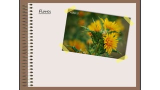 Cuaderno de campo de la Tribu de los Bosquienanos