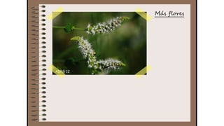 Cuaderno de campo de la Tribu de los Bosquienanos