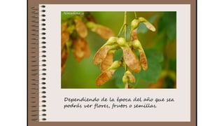 Cuaderno de campo de la Tribu de los Bosquienanos