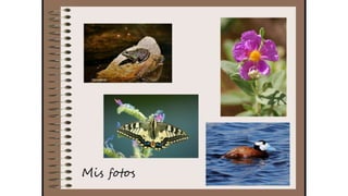 Cuaderno de campo de la Tribu de los Bosquienanos