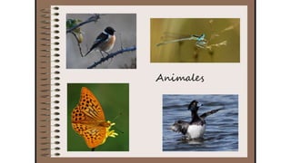 Cuaderno de campo de la Tribu de los Bosquienanos