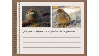 Cuaderno de campo de la Tribu de los Bosquienanos