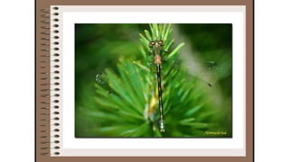 Cuaderno de campo de la Tribu de los Bosquienanos