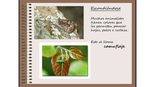 Cuaderno de campo de la Tribu de los Bosquienanos