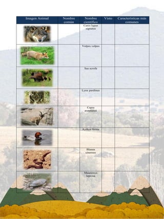 Imagen Animal Nombre
común
Nombre
científico
Visto Características más
comunes
Canis lupus
signatus
Vulpes vulpes
Sus scrofa
Lynx pardinus
Capra
pyrenaica
Aythya ferina
Blanus
cinereus
Mauremys
leprosa
 