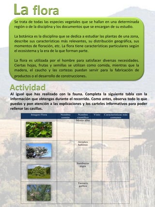 Se trata de todas las especies vegetales que se hallan en una determinada
región o de la disciplina y los documentos que se encargan de su estudio.
La botánica es la disciplina que se dedica a estudiar las plantas de una zona,
describe sus características más relevantes, su distribución geográfica, sus
momentos de floración, etc. La flora tiene características particulares según
el ecosistema y la era de la que forman parte.
La flora es utilizada por el hombre para satisfacer diversas necesidades.
Ciertas hojas, frutas y semillas se utilizan como comida, mientras que la
madera, el caucho y las cortezas puedan servir para la fabricación de
productos o el desarrollo de construcciones.
La flora
Imagen Flora Nombre
común
Nombre
científico
Visto Características más
comunes
Morus alba
Atriplex
halimus
Sambucus
nigra
Tamarix
gallica
Al igual que has realizado con la fauna. Completa la siguiente tabla con la
información que obtengas durante el recorrido. Como antes, observa todo lo que
puedas y pon atención a las explicaciones y los carteles informativos para poder
rellenar las casillas.
Actividad
 