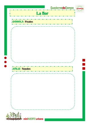 La flor
COROLA Pétalos
CÁLIZ Sépalos
 