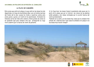 UN ANIMAL EN PELIGRO DE EXTINCIÓN: EL CAMALEÓN

                   LA PLAYA DE CAMARÓN

Esta arena que está en la playa y la que está en las dunas ha sido   Si te fijas bien, las dunas tienen la pendiente más suave por la
depositada a lo largo de muchísimos años. Las corrientes marinas     parte de la playa que por el interior, las raíces de las plantas
del fondo del la mar oceana ha traído a nuestras costas esta         están peladas y las ramas inclinadas por la acción fuerza del
arena grano a grano y el viento la ha amontonado, formando los       viento predominante.
famosos cerros de toda esta comarca. Estos granos de arena no        También en la costa y en las dunas hay cosas que no siempre han
se quedarán aquí para siempre sino que proseguirán su viaje          estado ahí. ¿Sabrías decir qué cosas no estaban en la playa ni en
tierra adentro por la fuerza de viento de poniente.                  las dunas hace mucho tiempo?
 