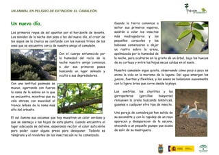 UN ANIMAL EN PELIGRO DE EXTINCIÓN: EL CAMALEÓN



Un nuevo día.                                                       Cuando la tierra comience a
                                                                    soltar sus primeros vapores,
Los primeros rayos de sol apuntan por el horizonte de levante.      saldrán a volar los insectos
Los sonidos de la noche dan paso a los del nuevo día, el croar de   más madrugadores y los
los sapos de la charca se confunde con los nuevos trinos de las     pequeños caracoles y las
aves que se encuentra cerca de nuestro amigo el camaleón.           babosas comenzaran a dejar
                                                                    un rastro sobre la arena,
                                 Con el cuerpo entumecido por       apelmazada por la humedad de
                                 la humedad del rocío de la         la noche, para ocultarse en la grieta de un árbol, bajo los huecos
                                 noche nuestro amigo comienza       de su corteza y entre las hojas secas caídas en el suelo.
                                 a dar sus primeros pasos
                                 buscando un lugar soleado y        Nuestro camaleón sigue quieto, observando cómo poco a poco se
                                 oculto a sus depredadores.         anima la vida en la marisma de la laguna. Del agua emergen los
                                                                    juncos, fuertes y flexibles, y las eneas se balancean suavemente
Con una lentitud pasmosa se                                         con la ligera brisa que corre desde la playa.
mueve, agarrando con fuerza
la rama de la sabina en la que                                      Las avefrías, los chorlitos y las
se encuentra, mientras que su                                       garrapateras     (garcillas    bueyeras)
cola abraza con suavidad el                                         remueven la arena buscando lombrices,
tronco leñoso de la rama más                                        gusanas o cualquier otro tipo de insecto.
alta del arbusto.
                                                                    Una pareja de comadrejas han salido de
El sol ilumina sus escamas que hoy muestran un color verdoso y      su escondite y con la rapidez de un rayo
que se asemeja a las hojas de esta planta. Cuando encuentra el      aparecen y desaparecen de la escena,
lugar adecuado se detiene, esperando recibir el calor suficiente    atacando a un pequeño gazapo que acaba
para poder cazar alguna presa para desayunar. Todavía es            de salir de su madriguera.
temprano y el revoloteo de los insectos aún no ha comenzado.
 