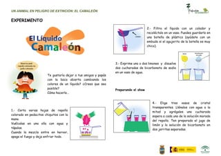 UN ANIMAL EN PELIGRO DE EXTINCIÓN: EL CAMALEÓN


EXPERIMENTO
                                                                                      2.- Filtra el líquido con un colador y
                                                                                      recoléctalo en un vaso. Puedes guardarlo en
                                                                                      una botella de plástico (ayúdate con un
                                                                                      embudo si el agujerito de la botella es muy
                                                                                      chico).




                                                                 3.- Exprime uno o dos limones y disuelve
                                                                 dos cucharadas de bicarbonato de sodio
                                                                 en un vaso de agua.
                        Te gustaría dejar a tus amigos y papás
                        con la boca abierta cambiando los
                        colores de un líquido? ¿Crees que sea
                        posible?                                 Preparando el show
                        Cómo hacerlo…


                                                                                         4.- Elige tres vasos de cristal
                                                                                         transparentes. Llénalos con agua a la
1.- Corta varias hojas de repollo                                                        mitad y agrégales una cucharada
colorado en pedacitos chiquitos con la                                                   sopera a cada uno de la solución morada
mano.                                                                                    del repollo. Ten preparado el jugo de
Vuélcalas en una olla con agua y                                                         limón y la solución de bicarbonato en
tápalas.                                                                                 dos jarritas separadas.
Cuando la mezcla entre en hervor,
apaga el fuego y deja enfriar todo.
 