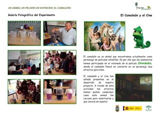 UN ANIMAL EN PELIGRO DE EXTINCIÓN: EL CAMALEÓN


Galería Fotográfica del Experimento                                                 El Camaleón y el Cine




                                                 El camaleón es un animal que encontramos actualmente como
                                                 personaje de películas infantiles. Es por ello que los alumnos/as
                                                 hemos participado en el visionado de la película Enredados,
                                                 donde el camaleón Pascal se convierte en un personaje muy
                                                 atractivo para ellos.

                                                 El camaleón y el cine han
                                                 estado presentes en el
                                                 desarrollo     de   nuestro
                                                 proyecto. A través de esta
                                                 actividad    tan   atractiva
                                                 hemos podido comprobar
                                                 como este animal tan
                                                 cercano para nosotros/as y
                                                 que convive en nuestro
 