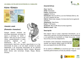 UN ANIMAL EN PELIGRO DE EXTINCIÓN: EL CAMALEÓN
                                                               Características
FICHA TÉCNICA
                                                               Clase: Reptiles.
                                                               Orden: Escamosos.
         Chamaeleo
         Chamaeleon                                            Familia: Camaleónidos.
         Camaleón común
                                                               Longitud: 15-30 cm.
                                                               Distribución: Norte de África, sur de la Península Ibérica, isla
                                                               de Creta, sudoeste de Asia.
                                                               Hábitat: Matorrales, bosques, terrenos abiertos de vegetación
                                                               abundante.
                                                               Alimentación: Insectívora.
                                                               Puesta: 7-40 huevos.
                                                               Incubación: Mas de 280 días (al verano siguiente).
Camaleón común
                                                               Madurez sexual: 1 año.
(Chamaeleo chamaeleon)
                                                               Descripción
Consigue alimento mediante una
estrategia denominada, estrategia de                           Esta especie tiene el cuerpo comprimido lateralmente, con la
espera o estrategia de “sentar y                               cabeza alta y estrecha, los ojos protegidos por una de membrana
esperar”. Este tipo de caza al acecho                          y con posibilidad de movimiento en todas direcciones, incluso
reduce considerablemente el gasto                              hacia atrás y de forma independiente.
energético     empleado      en     la
                                                               El Camaleón común (Chamaeleo chamaeleon) suele
alimentación.     Es     un     reptil
                                                               alcanzar una longitud cabeza-cuerpo de 145-165
eminentemente insectívoro, muy poco especializado en un tipo
                                                               mm y una longitud total de 280-301 mm.
determinado de presa y con una amplia variedad de presas
adaptándose a las variaciones estacionales de los distintos
grupos de insectos. Saltamontes, Mantis religiosa, Mariposas   En los adultos la   cabeza se caracteriza por tener un casco
(tanto diurnas como nocturnas), Avispas, Abejas, Moscas,       levantado posteriormente en forma de pirámide triangular.
Chinches.
 