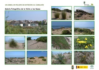 UN ANIMAL EN PELIGRO DE EXTINCIÓN: EL CAMALEÓN

Galería Fotográfica de la Visita a las Dunas
 