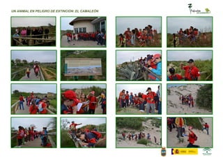 UN ANIMAL EN PELIGRO DE EXTINCIÓN: EL CAMALEÓN
 