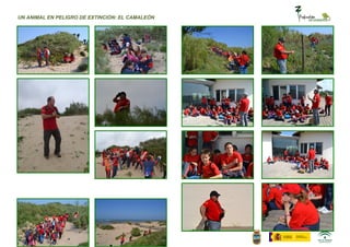 UN ANIMAL EN PELIGRO DE EXTINCIÓN: EL CAMALEÓN
 