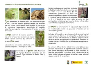 UN ANIMAL EN PELIGRO DE EXTINCIÓN: EL CAMALEÓN

                                                                   Las extremidades anteriores tiene los dedos
                                                                   1, 2 y 3 fusionados hacia dentro, mientras que
                                                                   los dedos 4 y 5 hacia fuera. En las
                                                                   extremidades posteriores los dedos que
                                                                   están fusionados hacia dentro son los dedos 1
                                                                   y 2. Mientas que hacia fuera están los dedos
                                                                   3, 4 y 5. Miembros con cinco dedos provistos de uñas
Ojos    prominentes de párpado cónico, con posibilidad de giro     puntiagudas y unidos en grupos opuestos de dos y tres dedos,
                                                                   que conforman una pinza. Vida arborícola.
de 180° y con los párpados soldados dejando una estrecha
abertura circular central para la visión. Además los ojos gozan
de movimiento independiente, permitiendo al camaleón               La   lengua es la herramienta de caza para la depredación de
escudriñar y prospectar minuciosamente el terreno en todas         los invertebrados, incluso de pequeños vertebrados en las
direcciones.                                                       especies más grandes.

                                                                   La lengua del camaleón es aproximadamente de la misma longitud
Cuerpo        recubierto de escamas granulares y
                                                                   que su cuerpo. En el extremo de la lengua hay un abultamiento en
una serie vertebral de escamas más grandes
                                                                   forma de mazo. Esta zona es rica en glándulas que producen una
dándole aspecto aserrado. Su coloración es
                                                                   secreción mucosa, muy pegajosa, que permiten el transporte de
variable.   Cola prensil.                                          la presa a la boca. Esta mucosa, en algunas especies puede estar
                                                                   pigmentada.
Los camaleones son reptiles arborícolas, por lo
que están adaptados a trepar por las ramas.                        La comisura lateral de los labios tienen unas glándulas que
                                                                   producen una secreción de aspecto ceroso y oloroso, que sirve
                     Los dedos de las   patas   están fusionados   para atraer insectos que se alimentan de polen. Gracias a los
                     en 2 grupos formando unas pinzas que les      músculos longitudinales y circulares de la cavidad bucal y del
                     permite coger las ramas de manera firme y     hueso hioideo la lengua es lanzada hacia afuera a una velocidad
                     segura.                                       de poco menos de 20 km por hora.
 