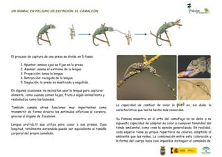 UN ANIMAL EN PELIGRO DE EXTINCIÓN: EL CAMALEÓN




El proceso de captura de una presa se divide en 5 fases:

      1. Apuntar: ambos ojos se fijan en la presa
      2. Asomar: asoma el extremo de la lengua
      3. Proyección: lanza la lengua
      4. Retracción: recogida de la lengua
      5. Deglución: la presa es masticada y engullida.

En algunas ocasiones, no necesitan usar la lengua para capturar
alimento, como cuando comen hojas, fruta o algún animal lento y
resbaladizo como las babosas.

También cumple otras funciones muy importantes como
                                                                  La capacidad de cambiar de color la      piel    es, sin duda, la
                                                                  característica que les ha hecho más conocidos.
transmitir de forma directa los estímulos olfativos al cerebro,
gracias al órgano de Jacobson.
                                                                  Su famosa maestría en el arte del camuflaje no se debe a su
Lengua protráctil que utiliza para cazar a sus presas. Cuya       supuesta capacidad de adaptar su color a cualquier tonalidad del
longitud, totalmente extendida puede ser equivalente al tamaño    fondo ambiental, como cree la opinión generalizada. En realidad,
corporal del propio camaleón.                                     cada especie tiene su propio repertorio de colores, adaptado al
                                                                  ambiente que les rodea. La combinación entre esta coloración y
                                                                  la forma del cuerpo hace casi imposible distinguir al camaleón de
 
