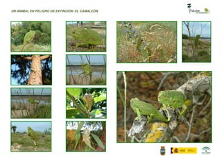UN ANIMAL EN PELIGRO DE EXTINCIÓN: EL CAMALEÓN
 
