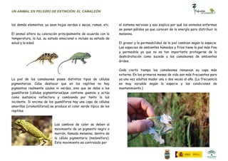 UN ANIMAL EN PELIGRO DE EXTINCIÓN: EL CAMALEÓN



los demás elementos, ya sean hojas verdes o secas, ramas, etc.     el sistema nervioso y eso explica por qué los animales enfermos
                                                                   se ponen pálidos ya que carecen de la energía para distribuir la
El animal altera su coloración principalmente de acuerdo con la    melanina.
temperatura, la luz, su estado emocional o incluso su estado de
salud y la edad.                                                   El grosor y la permeabilidad de la piel cambian según la especie.
                                                                   Las especies de ambientes húmedos y fríos tiene la piel más fina
                                                                   y permeable ya que no es tan importante protegerse de la
                                                                   deshidratación como sucede a los camaleones de ambientes
                                                                   áridos.

                                                                   Cada cierto tiempo los camaleones renuevan su capa más
                                                                   externa. En los primeros meses de vida son más frecuentes para
La piel de los camaleones posee distintos tipos de células         ya una vez adultos mudar una o dos veces al año. (La frecuencia
pigmentarias. Cabe destacar que en los reptiles no hay             es muy variable según la especie y las condiciones de
pigmentos realmente azules ni verdes, sino que se debe a los       mantenimiento.)
guanóforos (células pigmentarias)que contiene guanina y actúa
como sustancia reflectora y cambiando por tanto la luz
incidente. Si encima de los guanóforos hay una capa de células
amarillas (cromatóforos) se produce el color verde típico de los
reptiles.



                            Los cambios de color se deben al
                            movimiento de un pigmento negro o
                            marrón, llamado melanina, dentro de
                            la célula pigmentaria (melanóforo).
                            Este movimiento es controlado por
 