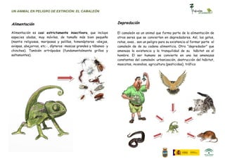 UN ANIMAL EN PELIGRO DE EXTINCIÓN: EL CAMALEÓN



Alimentación                                                       Depredación

Alimentación es casi estrictamente insectívora, que incluye        El camaleón es un animal que forma parte de la alimentación de
especies aladas, muy móviles, de tamaño más bien pequeño           otros seres que se convierten en depredadores. Así, los gatos,
(mantis religiosas, mariposas y polillas, himenópteros -abejas,    ratas, aves… son un peligro para su existencia al formar parte el
avispas, abejorros, etc.-, dípteros -moscas grandes y tábanos- y   camaleón de de su cadena alimenticia. Otro “depredador” que
chinches). También artrópodos (fundamentalmente grillos y          amenaza la existencia y la tranquilidad de su hábitat es el
saltamontes).                                                      hombre. El ser humano se convierte en una las amenazas
                                                                   constantes del camaleón: urbanización, destrucción del hábitat,
                                                                   mascotas, incendios, agricultura (pesticidas), tráfico
 