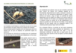 UN ANIMAL EN PELIGRO DE EXTINCIÓN: EL CAMALEÓN

                                                                   Reproducción

                                                                   Los camaleones son ovíparos. Una vez que la hembra está lista
                                                                   para colocar los huevos (3-6 semanas después de la
                                                                   fecundación), desciende hacia el suelo y comienza a excavar un
                                                                   hueco de 10 a 30 centímetros dependiendo la especie. Luego,
                                                                   entierra los huevos y deja el lugar. La cantidad de huevos
                                                                   depositados varía de especie en especie Los huevos tardan en
                                                                   incubar alrededor de 12 meses. Los camaleones suelen alcanzar
                                                                   la madurez sexual en menos de un año (dependiendo de la
                                                                   especie) y pueden vivir del orden de 4 ó 5 años, si bien algunas
                                                                   especies de gran tamaño como los Chamaeleo melleri y los
                                                                   Calumma parsonii pueden llegar hasta los 15 años.
Los incendios incontrolados se convierten en una de las causas
de mortalidad y de mayor impacto en el hábitat del camaleón.       En la Península Ibérica, el período de celo suele extenderse
Estos animales quedan atrapados entre las llamas que cubren los    desde finales de Junio hasta mediados de Septiembre, con
árboles por los que se desplaza sin posibilidad alguna de          ligeras modificaciones dependiendo del lugar y de las
sobrevivir.                                                        condiciones climáticas de cada año. La mayor parte de las
Las carreteras se convierten en un peligro para los camaleones     cópulas tiene lugar durante el mes de Agosto o primera semana
que deciden bajar de sus árboles para desplazarse a otras zonas.   de Septiembre.

                                 Una posible solución sería la     Las puestas que pueden incluir
                                 colocación de barreras para       de 5 a 35 huevos, se llevan a
                                 anfibios situadas en algunas      cabo mayoritariamente en el
                                 carreteras. Esta solución no      mes        de       Octubre,
                                 sólo     ayudaría   a     los     retrasándose ocasionalmente
                                 camaleones, sino a muchos         hasta Diciembre.
                                 animales.
 