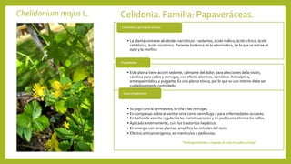 Chelidonium majus L. Celidonia. Familia: Papaveráceas.
• La planta contiene alcaloides narcóticos y sedantes, ácido málico, ácido cítrico, ácido
celidónico, ácido nicotínico. Pariente botánica de la adormidera, de la que se extrae el
opio y la morfina
Contenido y principios activos
• Esta planta tiene acción sedante, calmante del dolor, para afecciones de la visión,
cáustica para callos y verrugas, con efecto abortivo, narcótico. Antiséptica,
antiespasmódica y purgante. Es una planta tóxica, por lo que su uso interno debe ser
cuidadosamente controlado.
Propiedades
• Su jugo cura la dermatosis, la tiña y las verrugas.
• En compresas sobre el vientre sirve como vermífugo y para enfermedades oculares.
• En baños de asiento regulariza las menstruaciones y en pediluvios elimina los callos.
• Aplicado externamente, cura los trastornos hepáticos.
• En sinergia con otras plantas, amplifica las virtudes del resto.
• Efectos anticancerígenos, en maniluvios y pediluvios.
Usos terapéuticos
“hierba golondrinera o cirigueña, de todos los males es dueña”
 