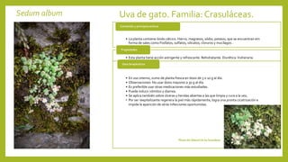 Sedum album Uva de gato. Familia:Crasuláceas.
• La planta contiene óxido cálcico. Hierro, magnesio, sódio, potasio, que se encuentran em
forma de sales como Fosfatos, sulfatos, silicatos, cloruros y mucílagos .
Contenido y principios activos
• Esta planta tiene acción astrigente y refrescante. Rehidratante. Diurética.Vulneraria.
Propiedades
• En uso interno, zumo de planta fresca en dosis de 5 o 10 g al día.
• Observaciones: No usar dosis mayores a 30 g al día.
• Es preferible usar otras medicaciones más estudiadas.
• Puede inducir vómitos y diarrea.
• Se aplica también sobre úlceras y heridas abiertas a las que limpia y cura a la vez;
• Por ser reepitelizante regenera la piel más rápidamente, logra una pronta cicatrización e
impide la aparición de otras infecciones oportunistas.
Usos terapéuticos
Planta del delantal de las lavanderas
 